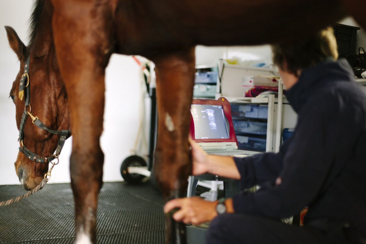 Ein Pferd wird untersucht mit einem Ultraschallgerät am Bein