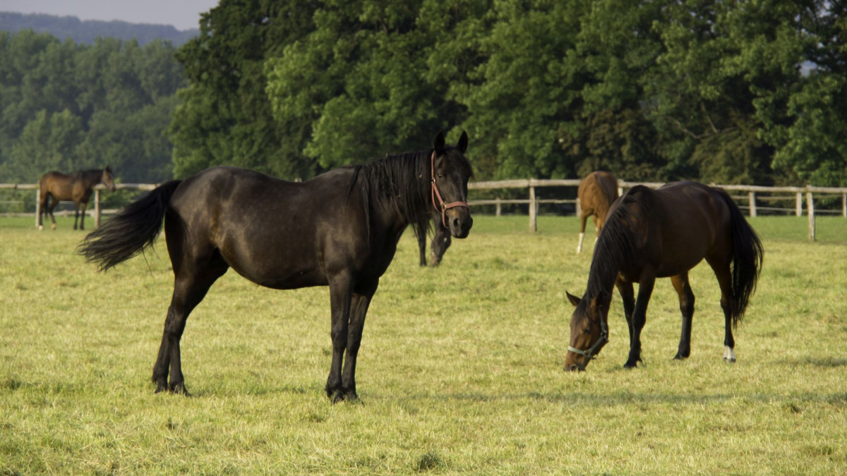 Pferde auf der Weide