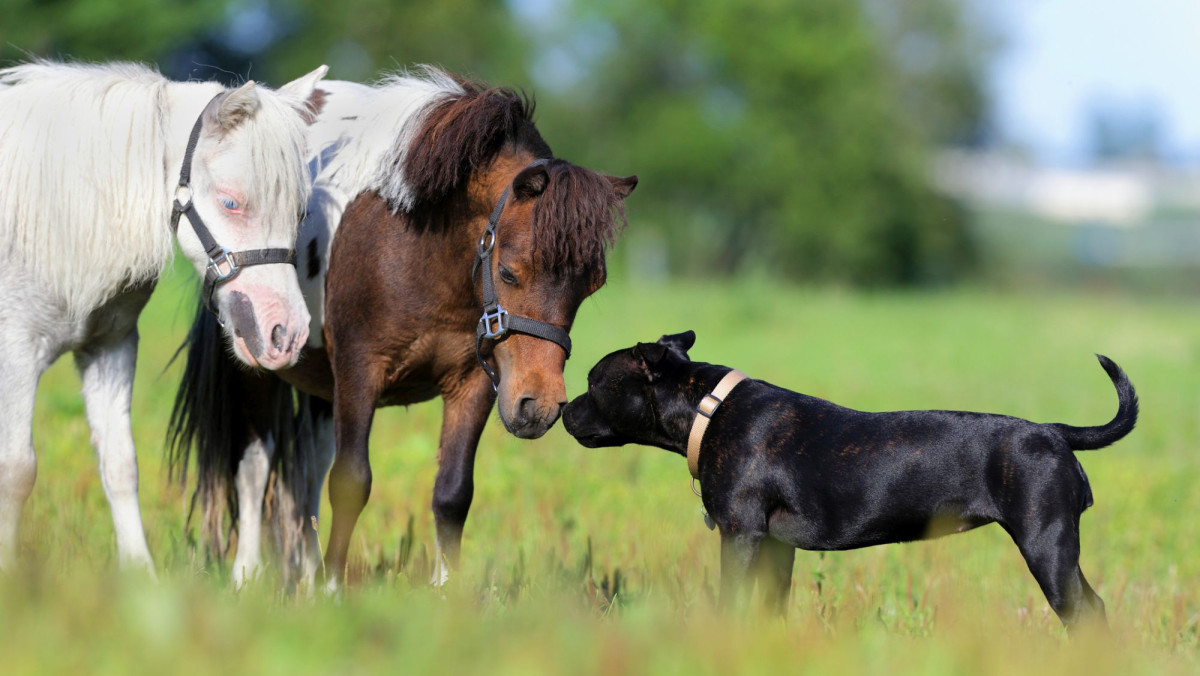 Pferde und Hund
