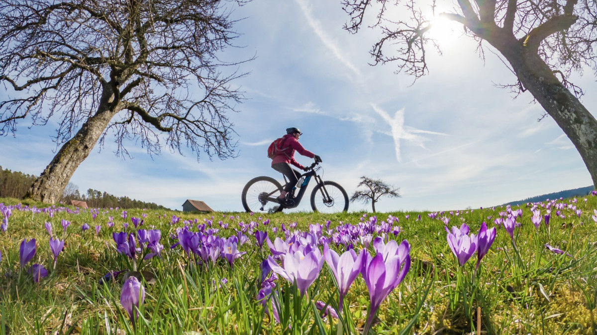 Mountainbiker zwischen Krokusblüten