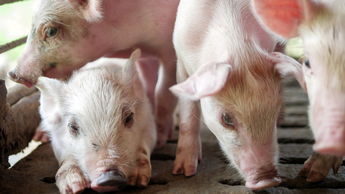 Blick in einen Schweinestall