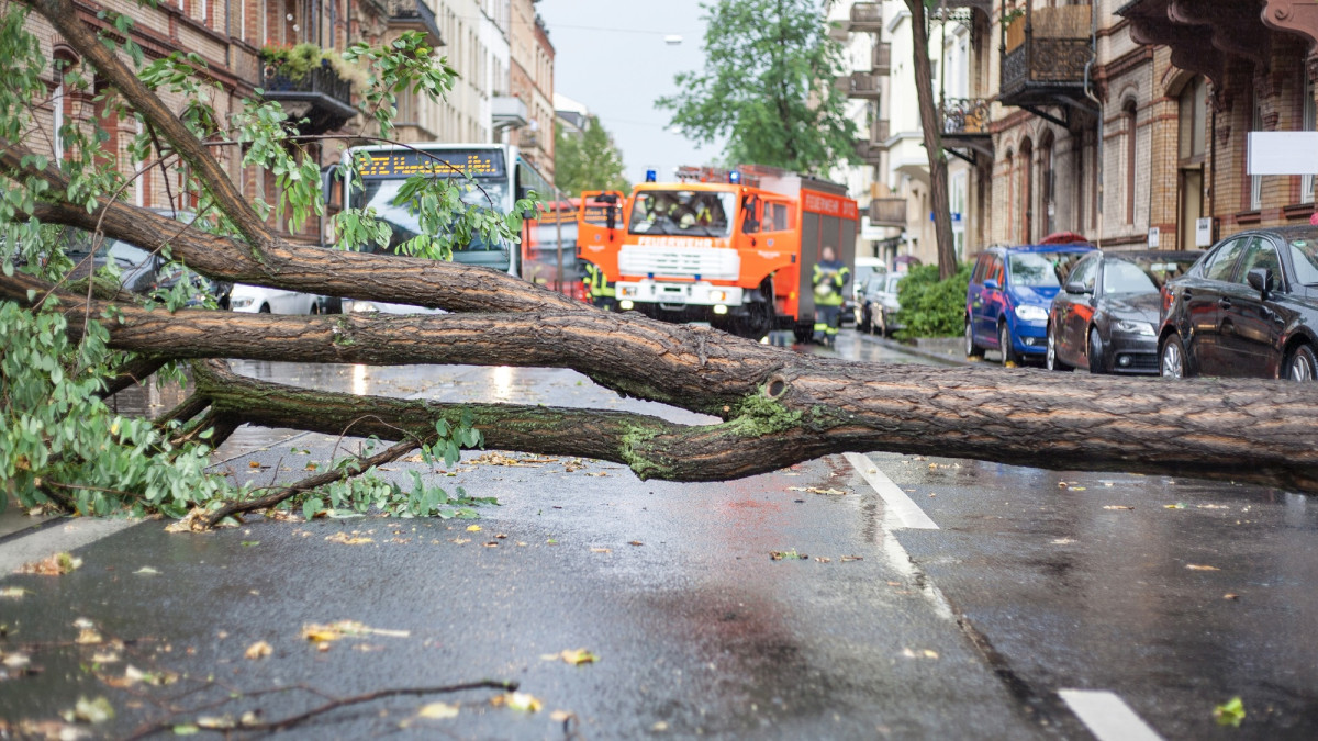 Ein umgestürzter Baum blockiert nach einem Gewitter eine Straße.