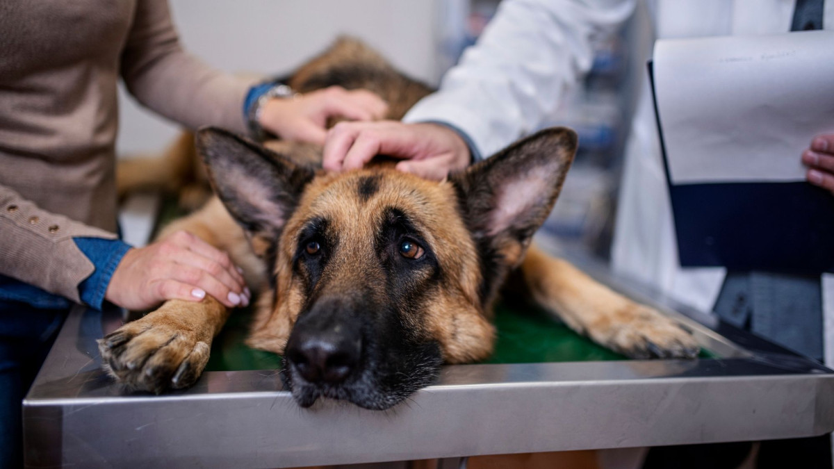 Schäferhund beim Tierarzt