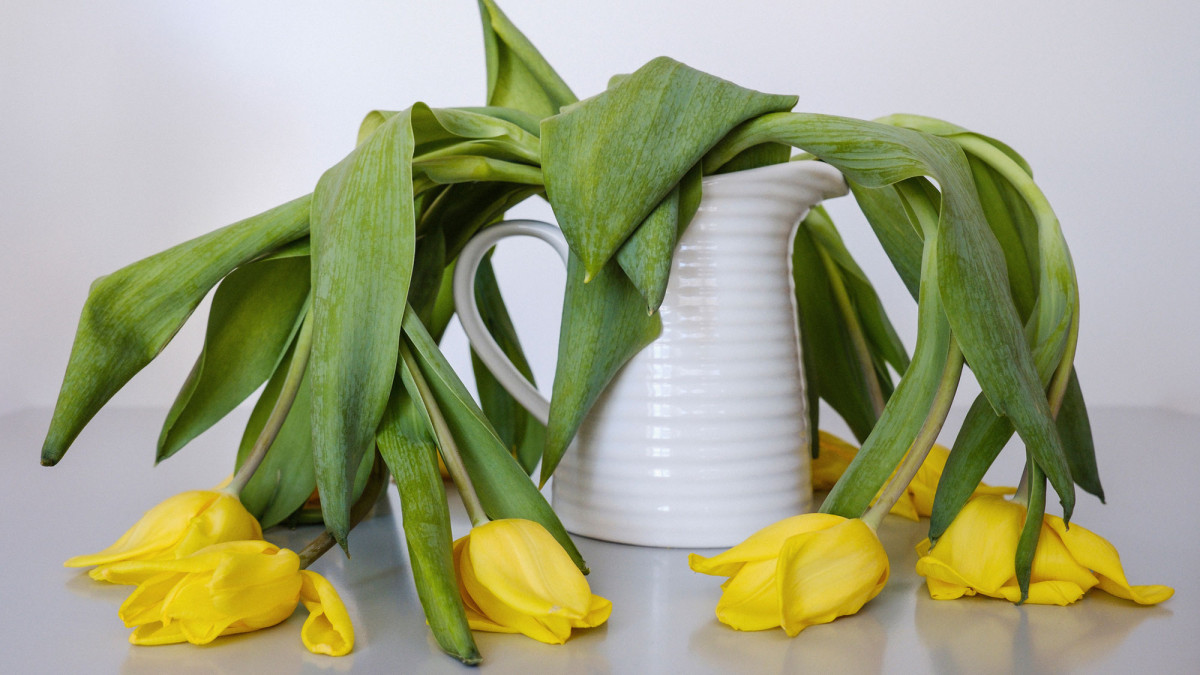 Verwelkte Tulpen
