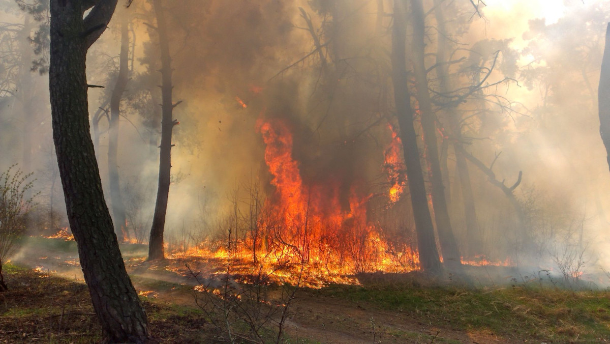 Waldbrandversicherungen gewinnen an Bedeutung