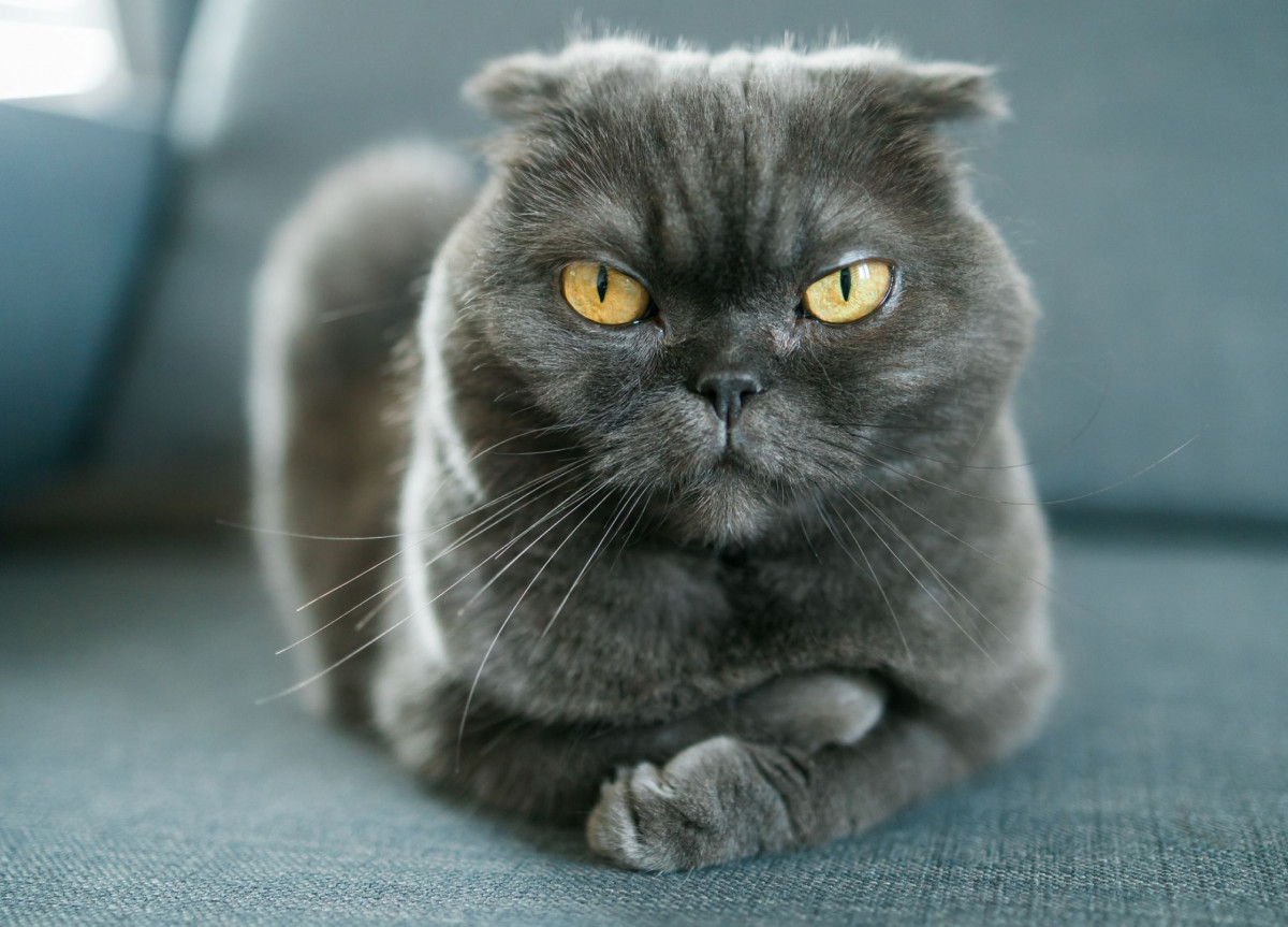 Ein grimmig blickende Katze liegt auf einem Sofa und blickt in die Kamera