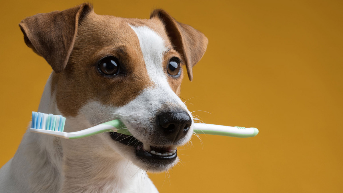 Hund hält Zahnbürste im Maul